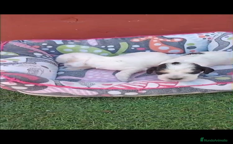 Cocker Spaniel Inglés perros - Anuncio 2