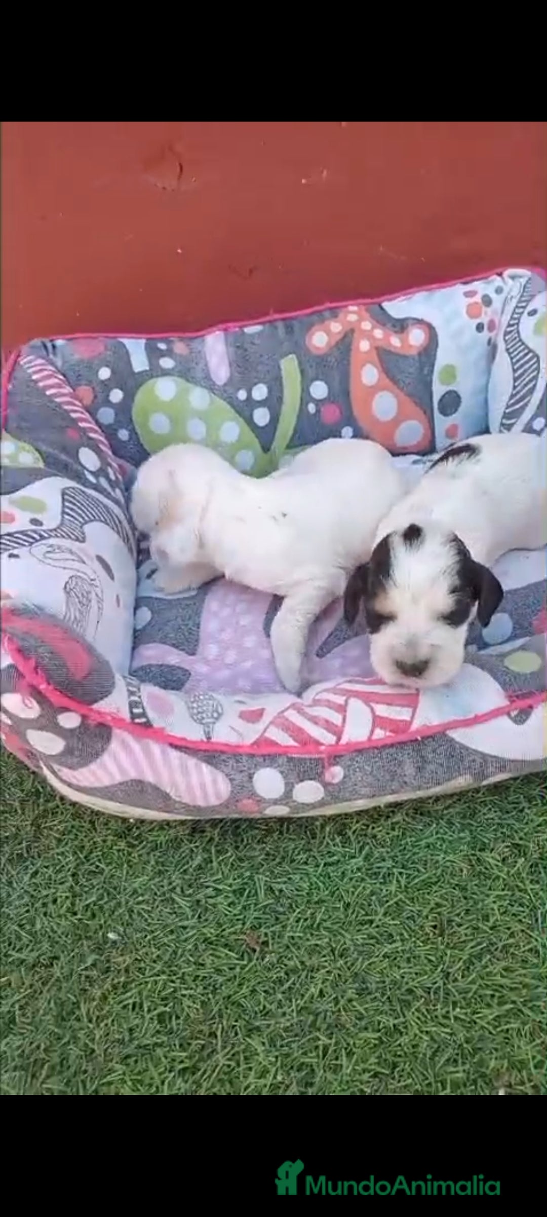 Cocker Spaniel Inglés perros en venta: Cocker spaniel ingles  - Imagen 1