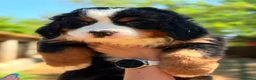 Boyero de Berna perros en venta: BOYERO DE BERNA HEMBRA - Anuncio 2