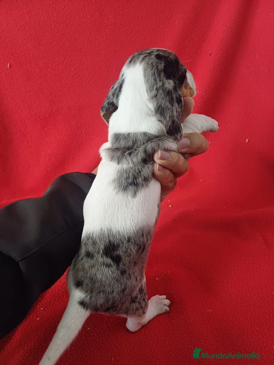Teckel Miniatura perros en venta: Teckel Miniatura Merle - Anuncio 2