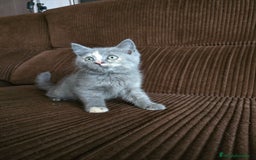 Británico de Pelo Corto gatos en venta: Gatcot.com - Imagen 3