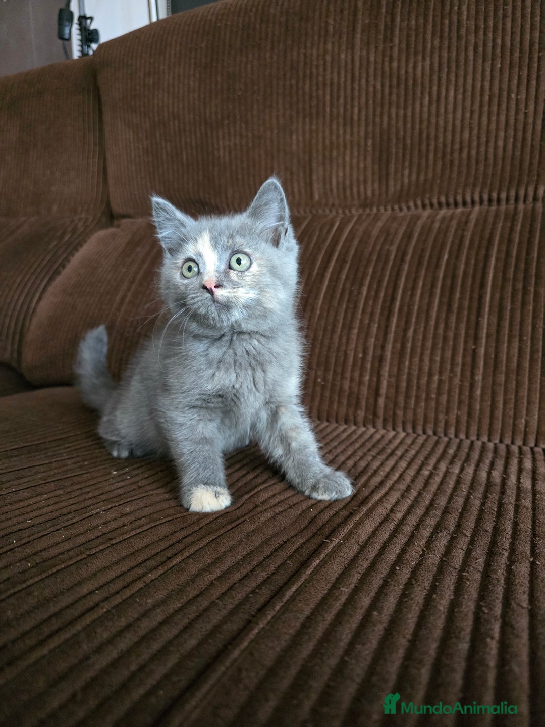 Británico de Pelo Corto gatos en venta: Gatcot.com - Imagen 3