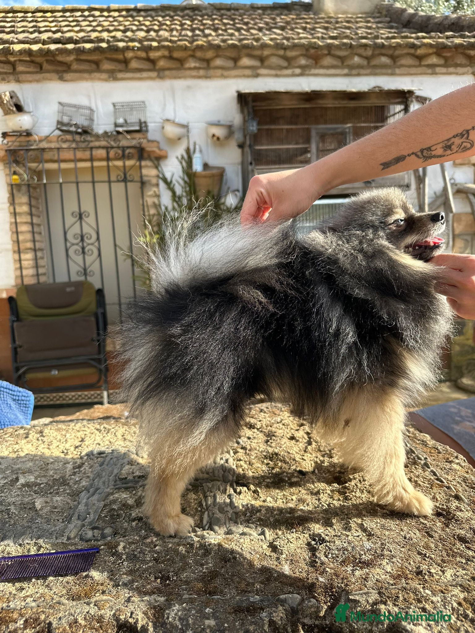 Pomerania perros Pomerania Macho 4 meses - Anuncio 2