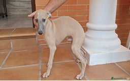 Pequeño Lebrel Italiano perros en venta: Lebrel italiano Piccolo  - Imagen 3