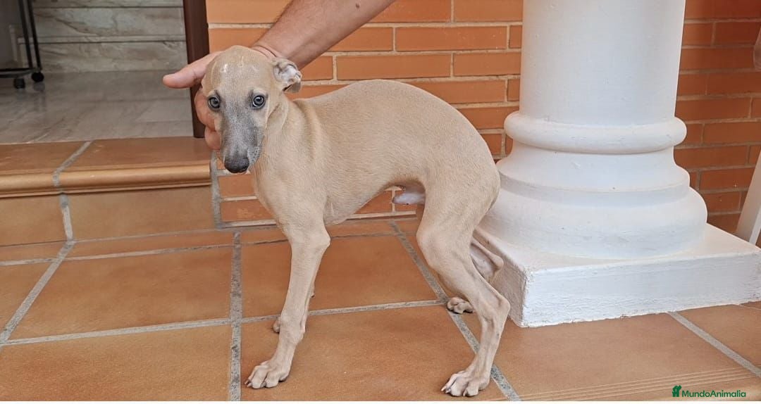 Pequeño Lebrel Italiano perros en venta: Lebrel italiano Piccolo  - Imagen 3