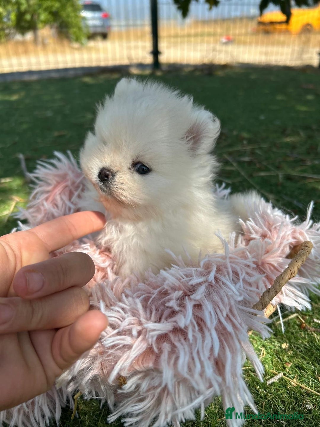 Pomerania perros en venta: Pomerania del valle - Imagen 1