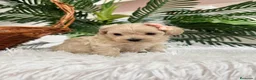 Maltipoo perros en venta: MALTIPOO HEMBRA - Anuncio 12