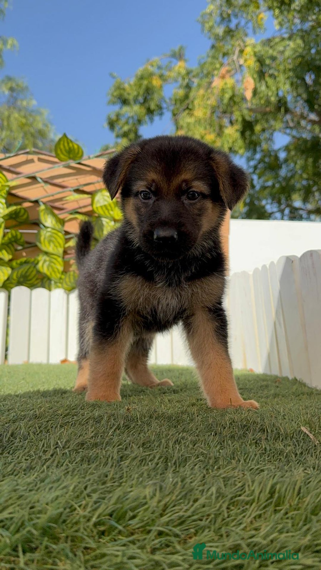 Pastor Alemán perros en venta: PASTOR ALEMAN - Imagen 14