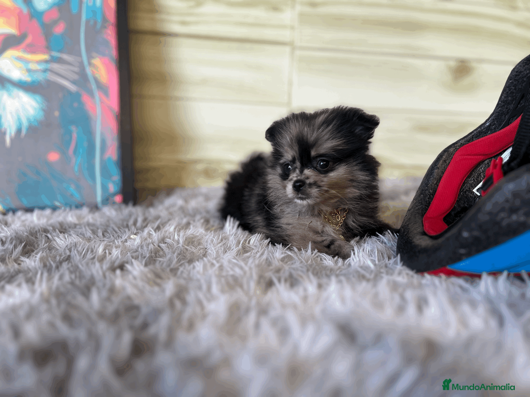 Pomerania perros en venta: Pomerania mini  - Anuncio 6