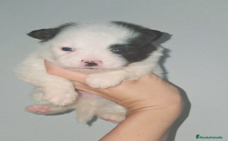 Spitz pequeño - Kleinspitz perros - Anuncio 1