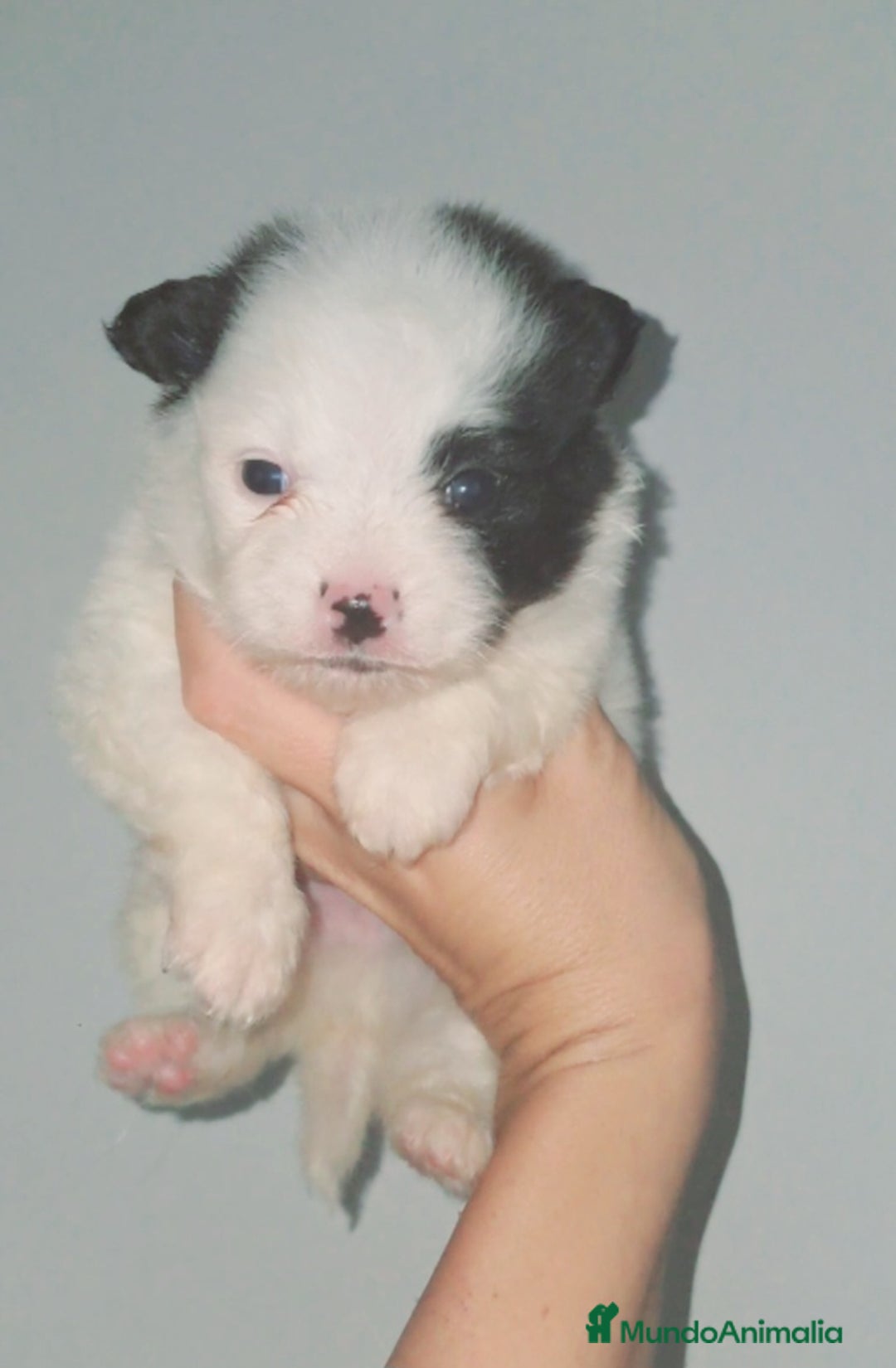 Spitz pequeño - Kleinspitz perros en venta: Pomerania klein/ spitz klein  - Imagen 1