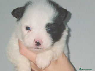 Spitz pequeño - Kleinspitz perros - Anuncio 1