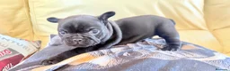 Bulldog Francés perros en venta: Espectáculo de bulldog francés negro - Anuncio 7