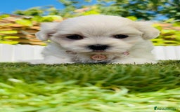 Bichón Maltés perros en venta: BICHÓN MALTÉS HEMBRA - Imagen 6
