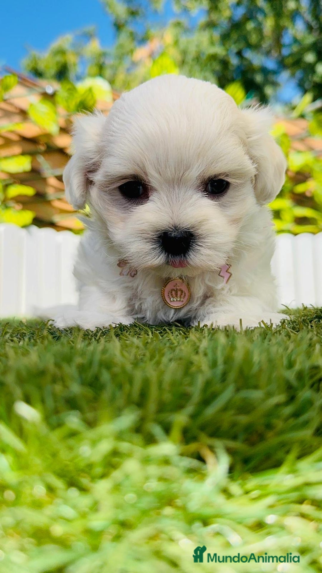 Bichón Maltés perros en venta: BICHÓN MALTÉS HEMBRA - Imagen 6