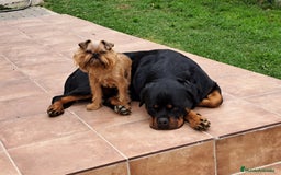 Grifón de Bruselas perros para monta: Griffon de bruselas  - Imagen 2