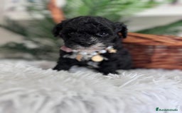 Caniche Toy perros en venta: CANICHE TOY HEMBRA - Anuncio 6