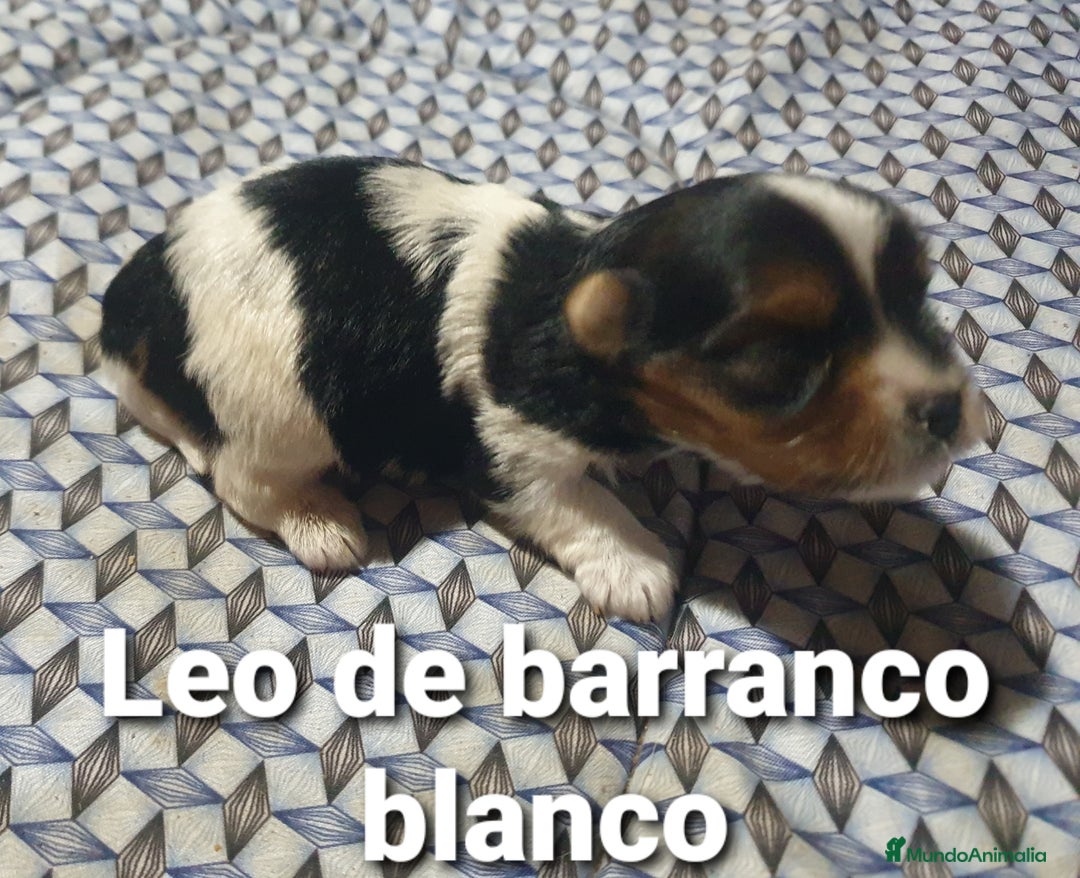 Biewer Yorkshire Terrier a la Pom Pon perros en venta: Biewer con pedigree - Imagen 4