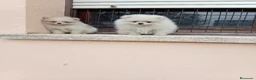 Pomerania perros en venta: Pomerañia toy - Anuncio 4