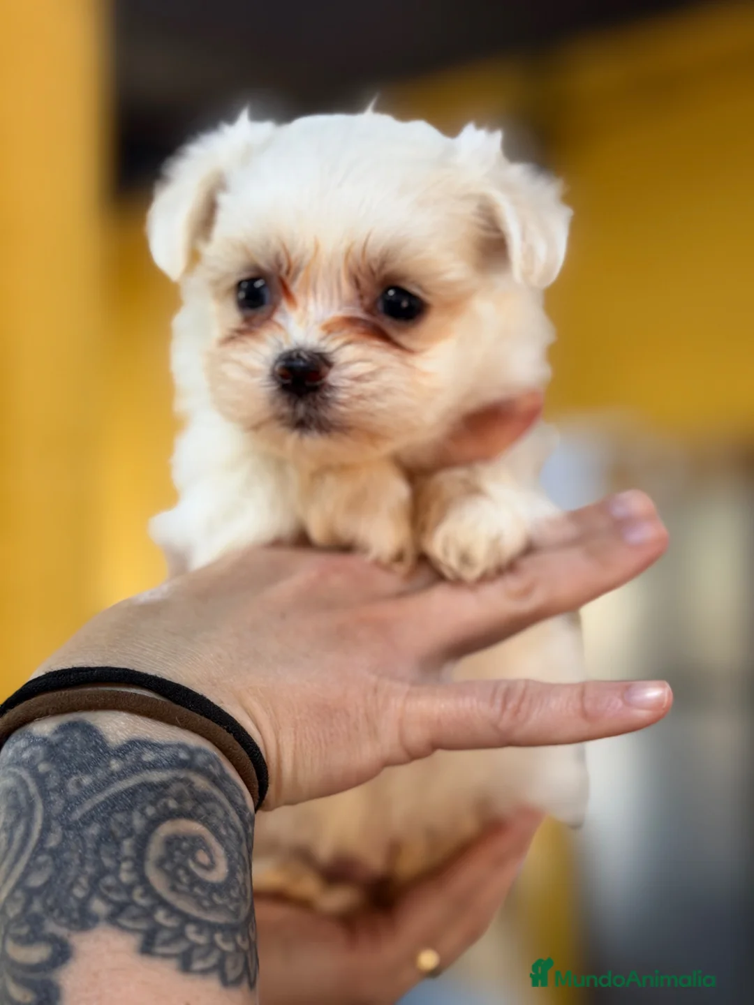 Bichón Maltés perros en venta: Bichon Maltes americano  - Anuncio 2