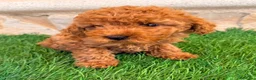 Caniche Toy perros en venta: Caniche toy roja - Anuncio 14
