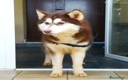 Husky Siberiano perros en adopcion: Hembra husky siberiano adopcion - Imagen 3