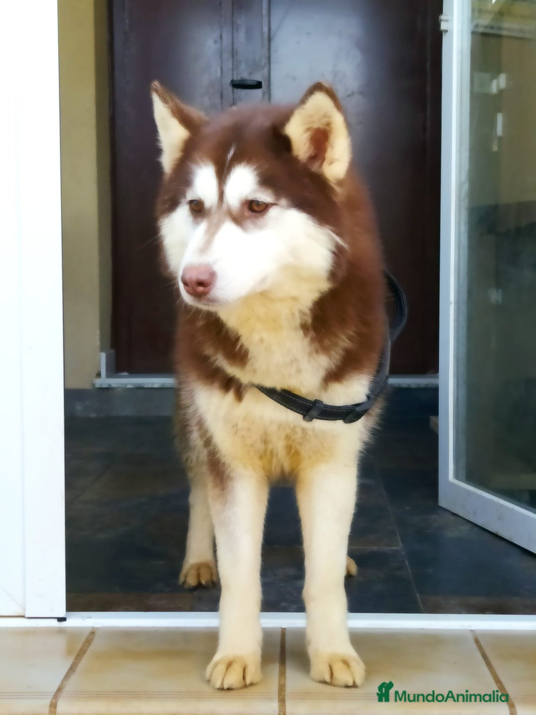 Husky Siberiano perros en adopcion: Hembra husky siberiano adopcion - Imagen 3