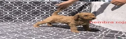 Caniche Gigante perros en venta: Caniches gigantes  - Anuncio 3