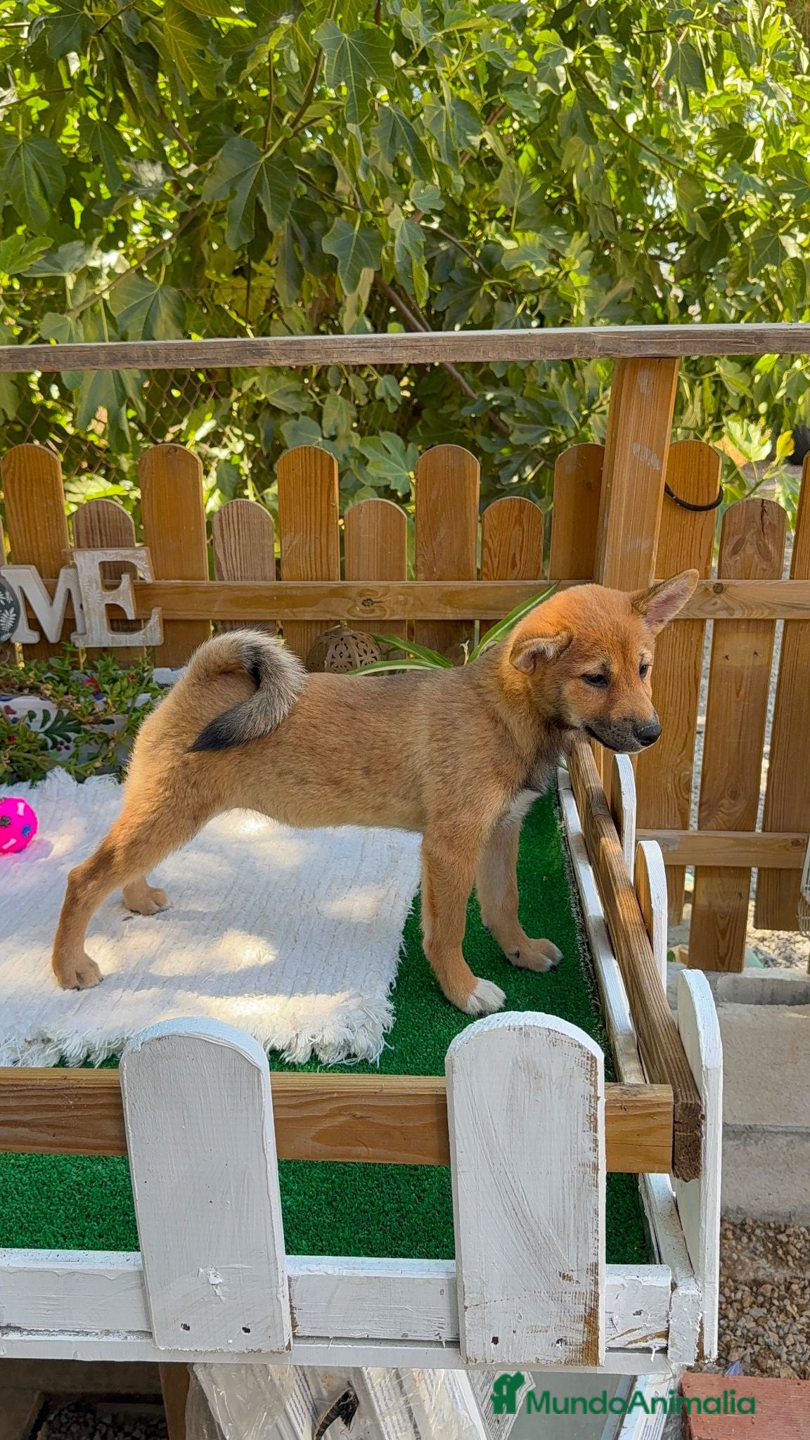 Shiba Inu perros Shiba Inu Hembras Rojas 4 meses preciosas  - Anuncio 1