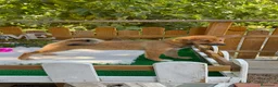 Shiba Inu perros en venta: Shiba Inu Hembras Rojas 4 meses preciosas  - Anuncio 1