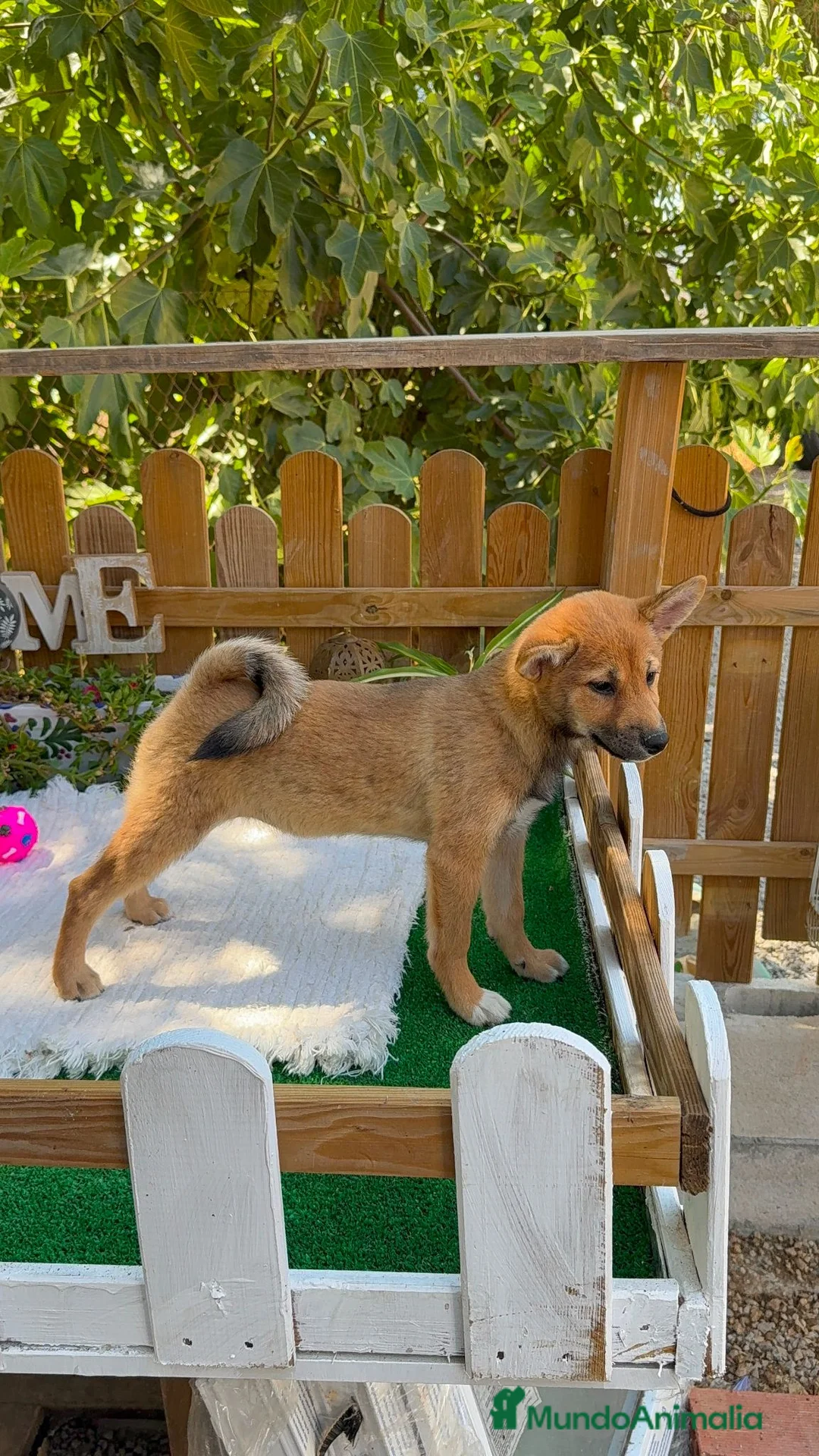 Shiba Inu perros en venta: Shiba Inu Hembras Rojas 4 meses preciosas  - Anuncio 1