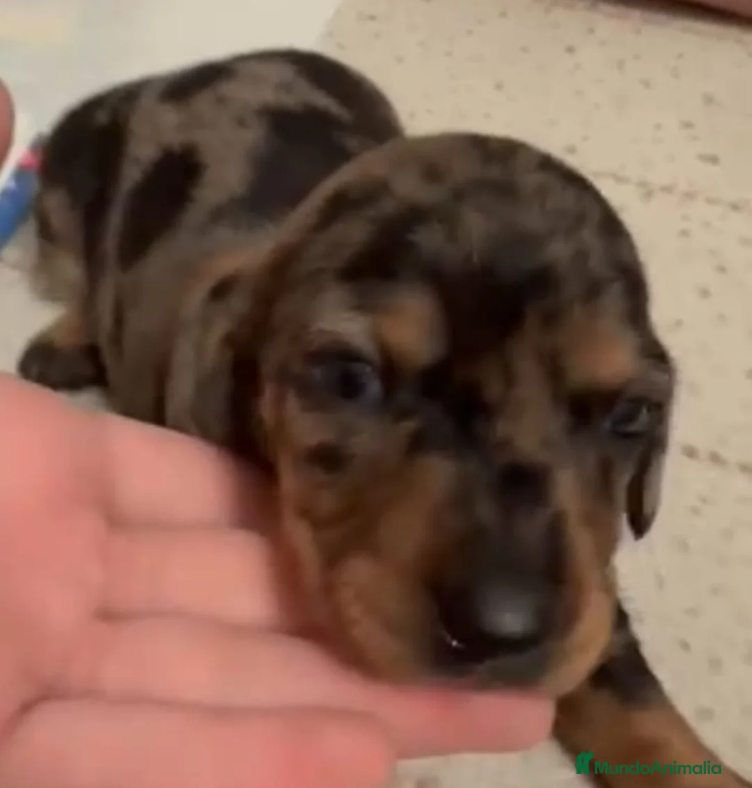 Teckel perros en venta: Teckel Mini Hembra Arlequin Plata - Anuncio 1