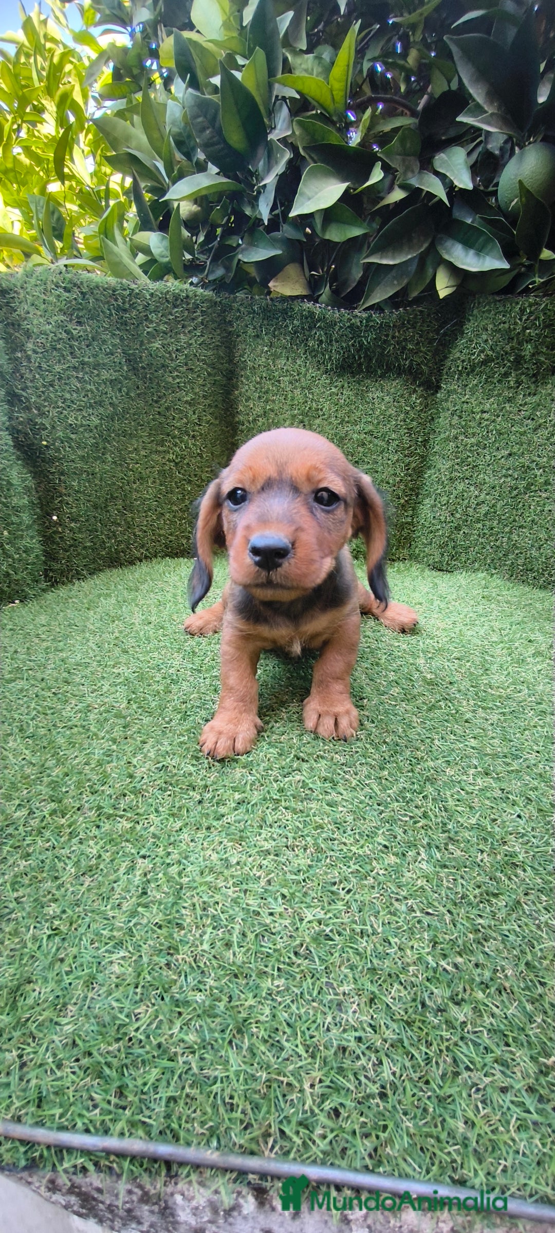 Teckel Miniatura perros en venta: teckel color jabali - Imagen 8