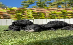 Caniche Toy perros en venta: CANICHE TOY - Imagen 9