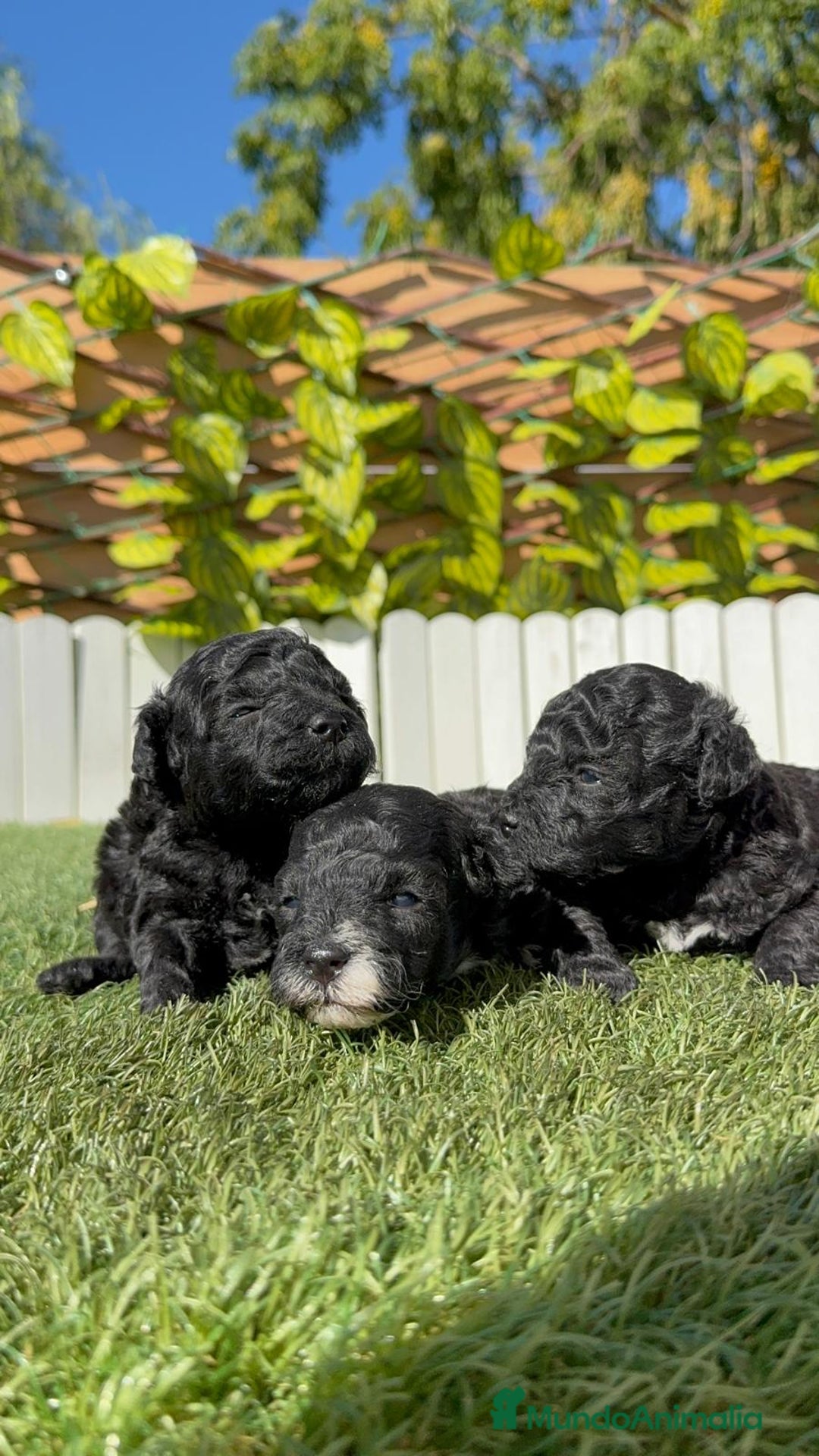 Caniche Toy perros en venta: CANICHE TOY - Imagen 9