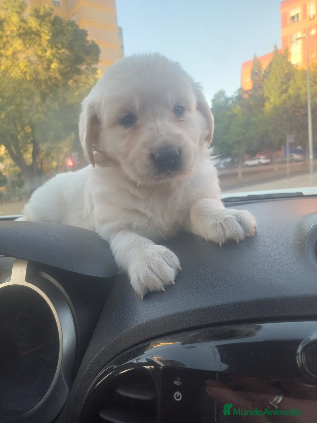 Golden Retriever perros en venta: Macho de golden retriever  - Imagen 5