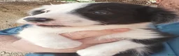Border Collie perros en venta: Border collies blancos y negros - Anuncio 5