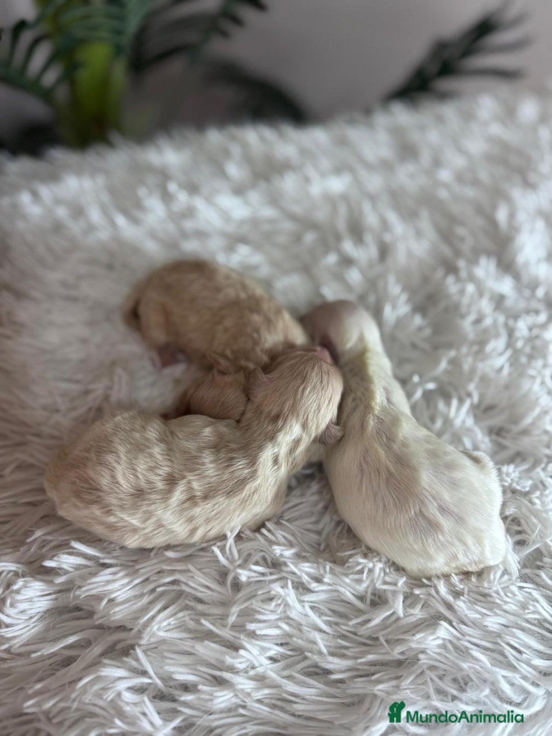 Maltipoo perros en venta: MALTIPOO - Anuncio 19