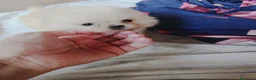 Pomerania perros en venta: Pomerania toy ositos  - Anuncio 4