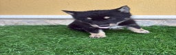 Perro Lobo de Saarloos perros en venta: Camada de Perro lobo Iberico impresionantes  - Anuncio 30