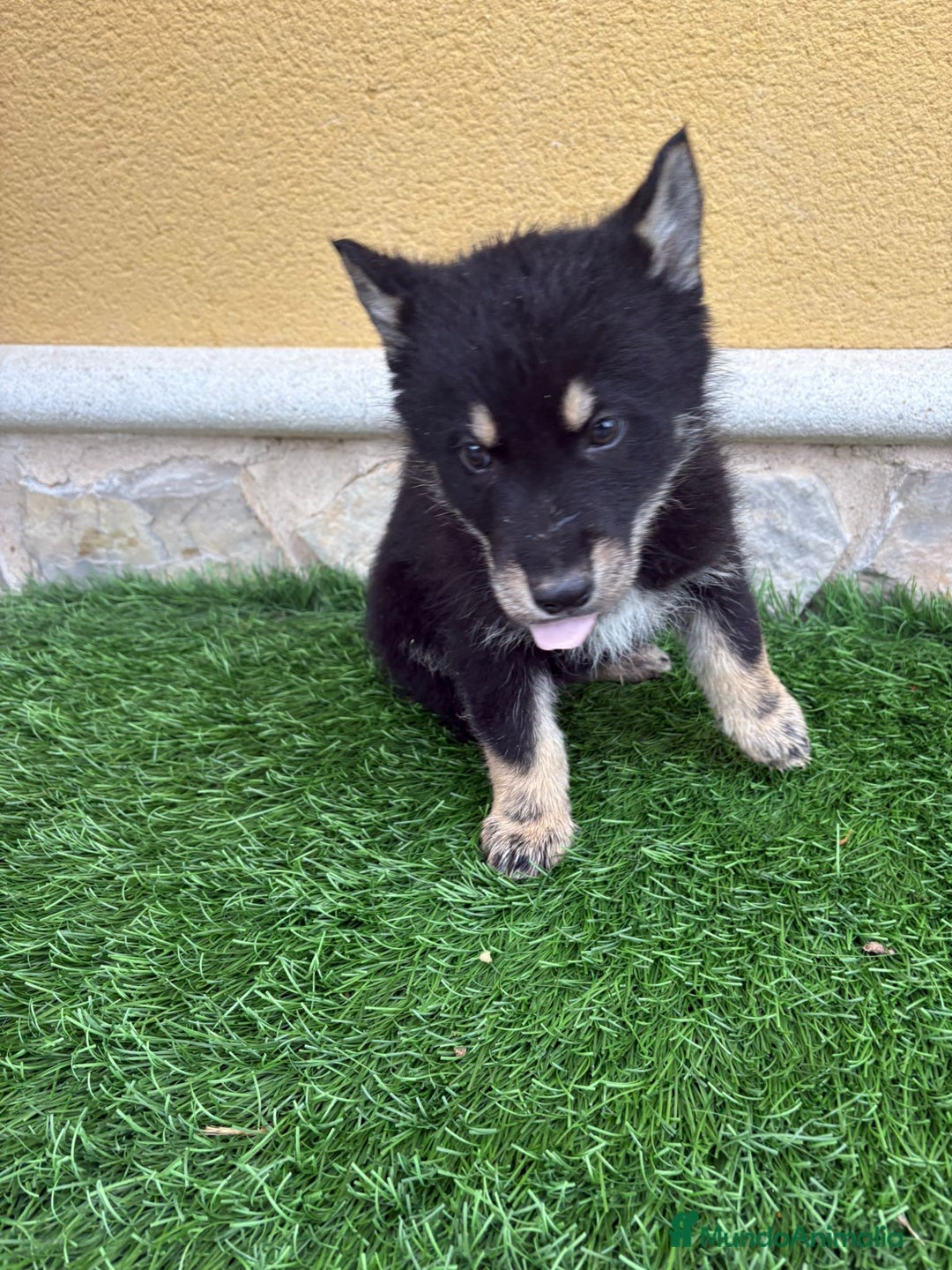 Perro Lobo de Saarloos perros en venta: Camada de Perro lobo Iberico impresionantes  - Anuncio 30
