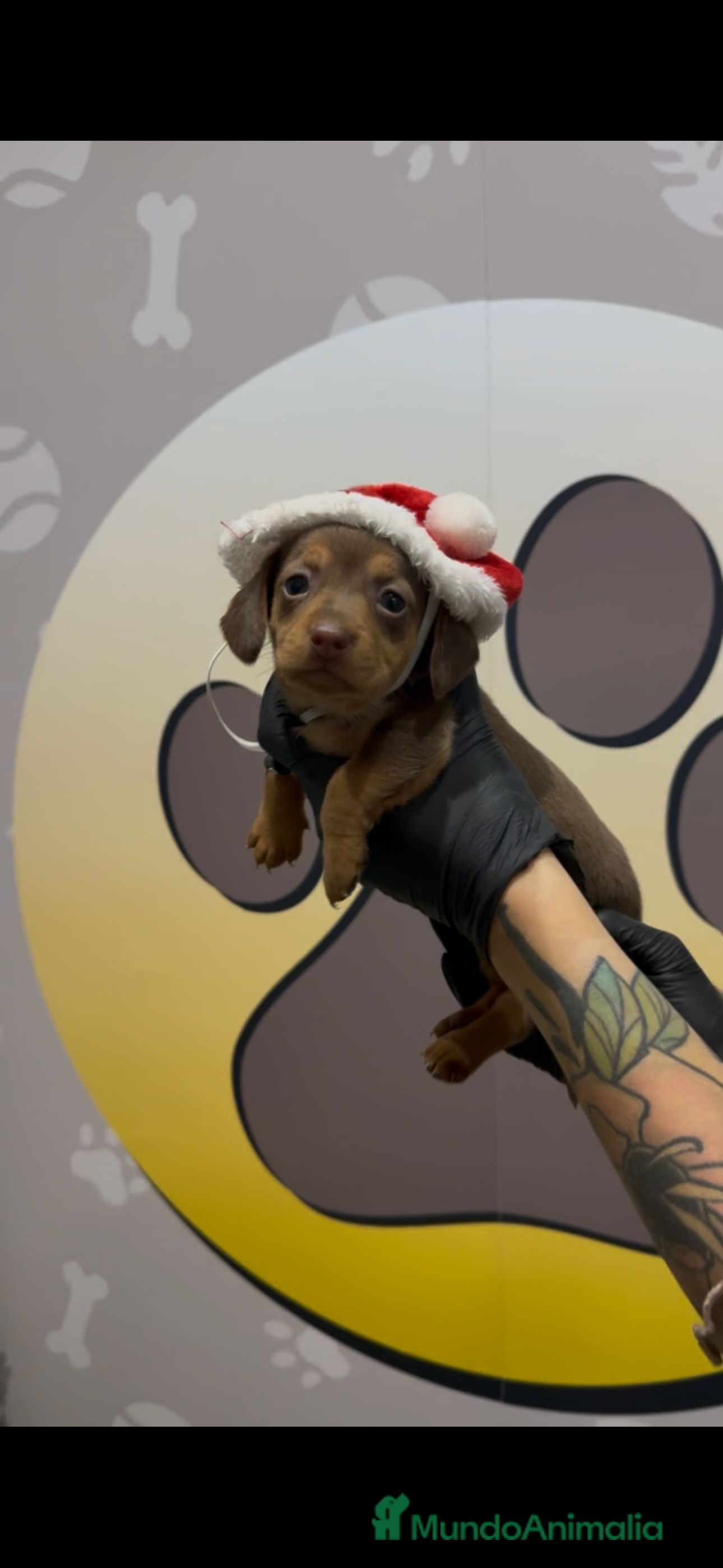 Teckel Miniatura perros Teckel mini bebé hembra chocolate - Anuncio 2