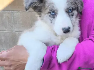 Border Collie perros Cachorros border collie varios colores! - Anuncio 35