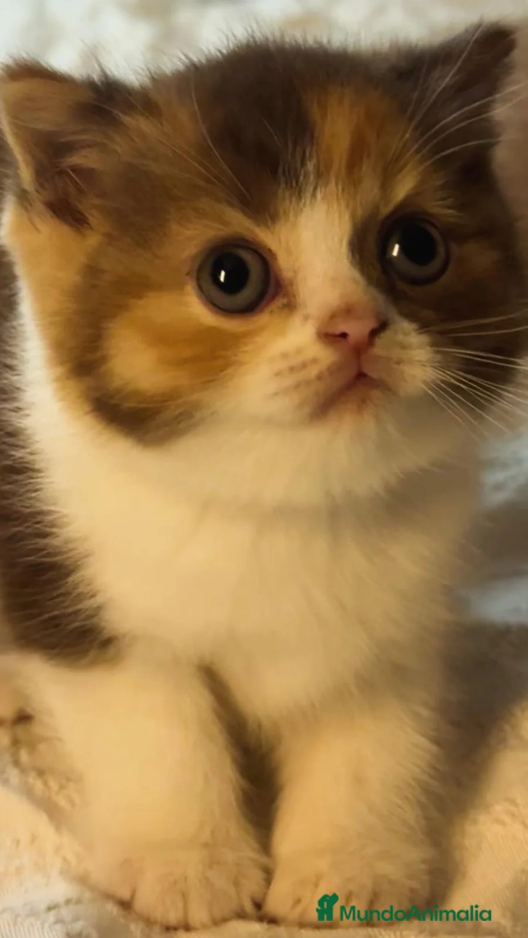 Británico de Pelo Corto gatos en venta: Cachorro British Shorthair  - Anuncio 2