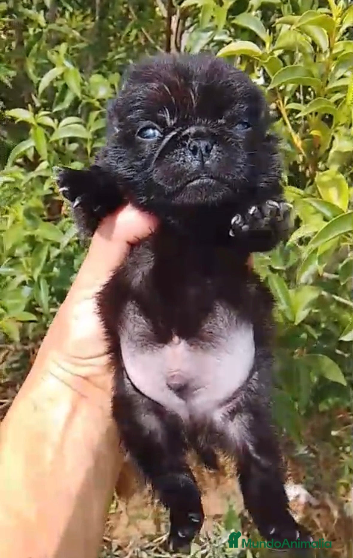 Carlino - Pug perros Precioso carlino -puf🔥🐾🩵 - Anuncio 1