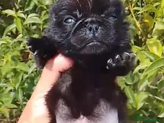 Carlino - Pug perros Precioso carlino -puf🔥🐾🩵 - Anuncio 1