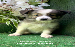 Border Collie perros en venta: BORDER COLLIE sable - Imagen 16