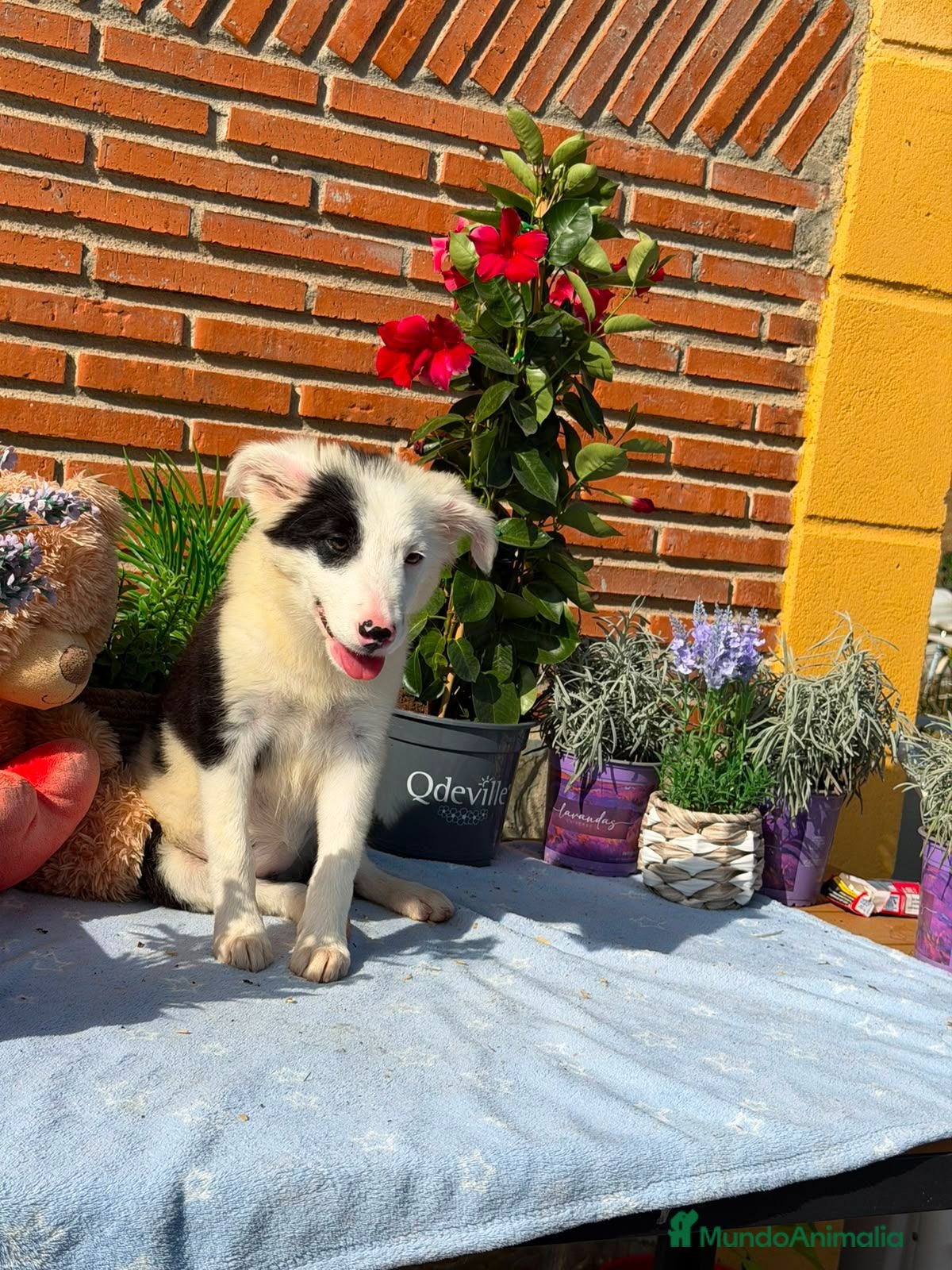 Border Collie perros Última hembra de border collie - Anuncio 1