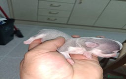 Chihuahua perros en venta: Chihuahua mini toy cabeza manzana  - Imagen 5