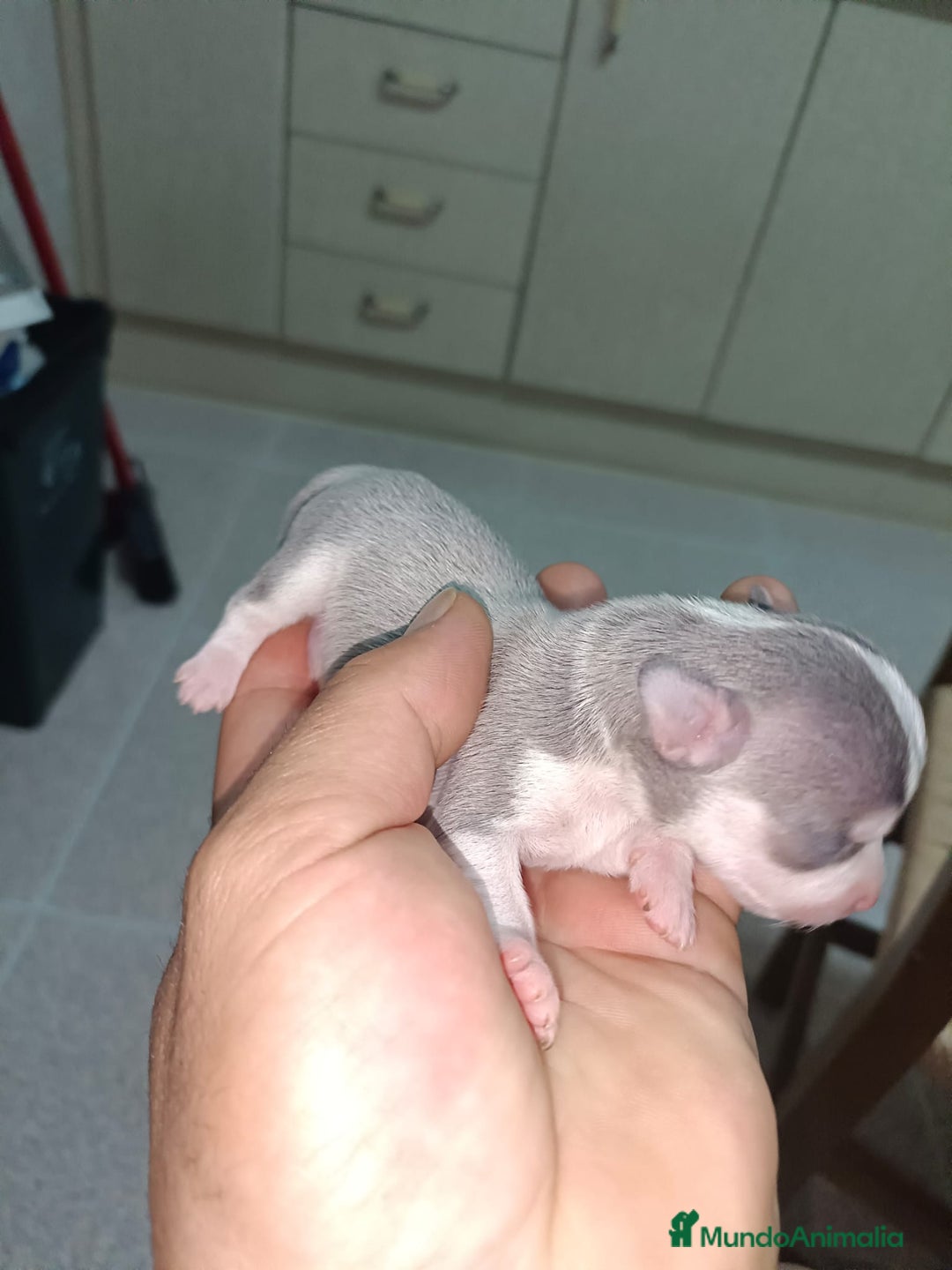 Chihuahua perros en venta: Chihuahua mini toy cabeza manzana  - Imagen 5